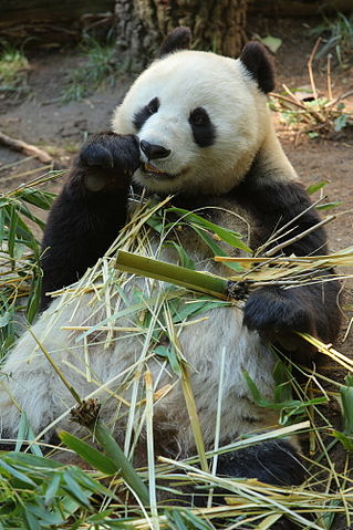 File:Bai yun giant panda.jpg