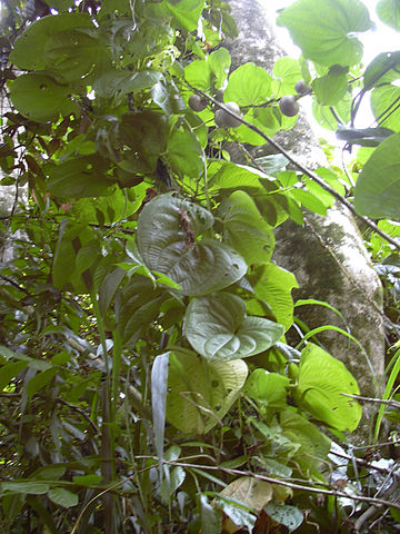File:Starr 030807-0054 Dioscorea bulbifera.jpg