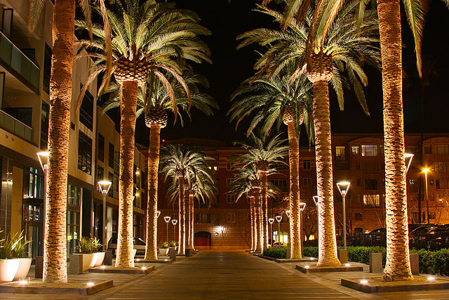 File:SAN JOSE CALIFORNIA PALM TREE 2010.jpg