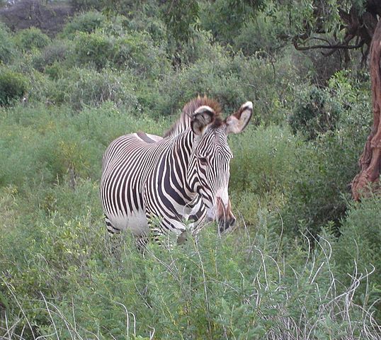 File:Equus grevyi in Samburu.jpg