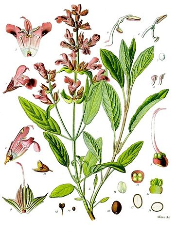 File:Salvia officinalis - K&ouml;hler&ndash;s Medizinal-Pflanzen-126.jpg