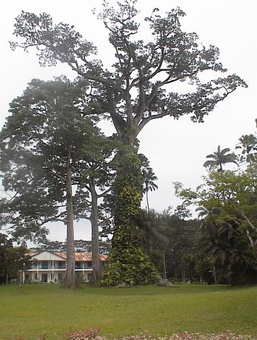 File:Aburi botanical gardens.jpg