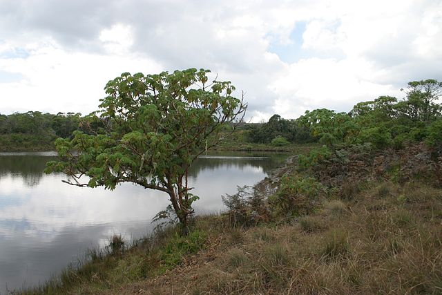 File:Nyika kaulime.jpg