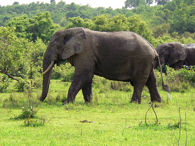 File:Elefant Ghana.jpg