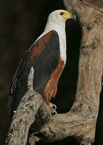 File:Flickr - Rainbirder - African Fish Eagle.jpg
