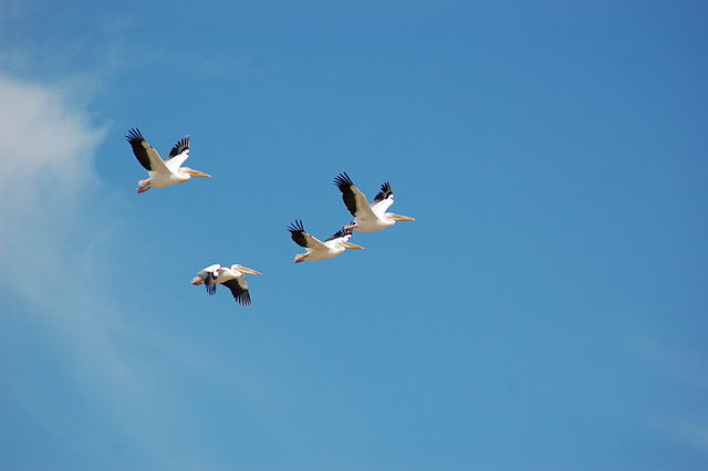 File:Pelecanus onocrotalus -Nata Bird Sanctuary, Botswana -four flying-8b.jpg