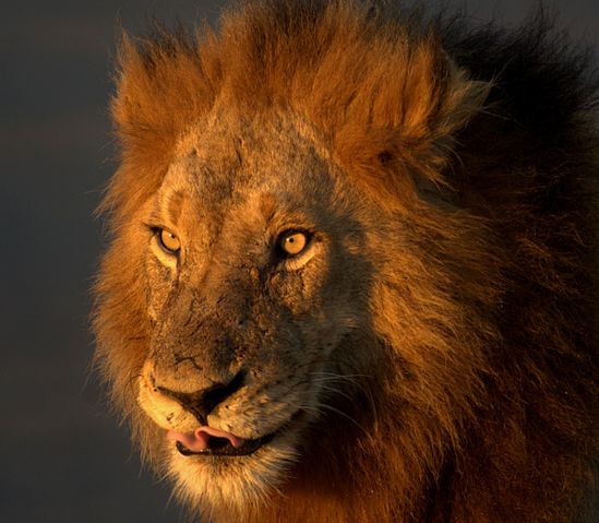File:L&ouml;we im Kruger National Park.jpg
