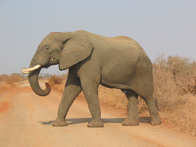 File:Elephant side-view Kruger.jpg