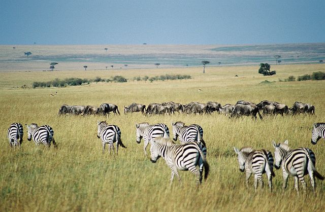 File:GnusAndZebrasInMaraMasai.jpg