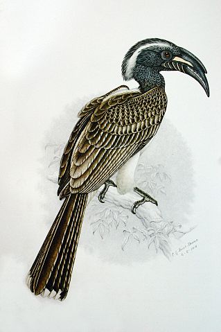 File:Tockus nasutus00.jpg