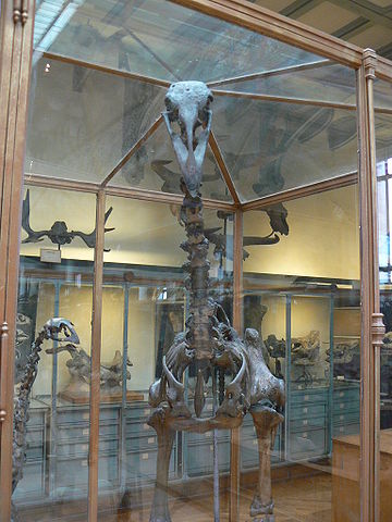 File:Aepyornis front.JPG