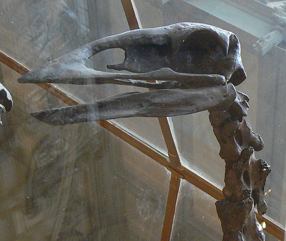 File:Aepyornis skull.JPG