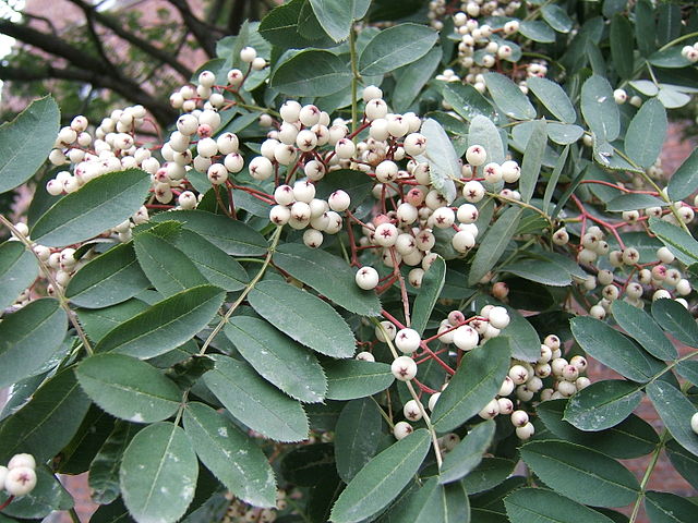 File:Sorbus glabrescens1.jpg