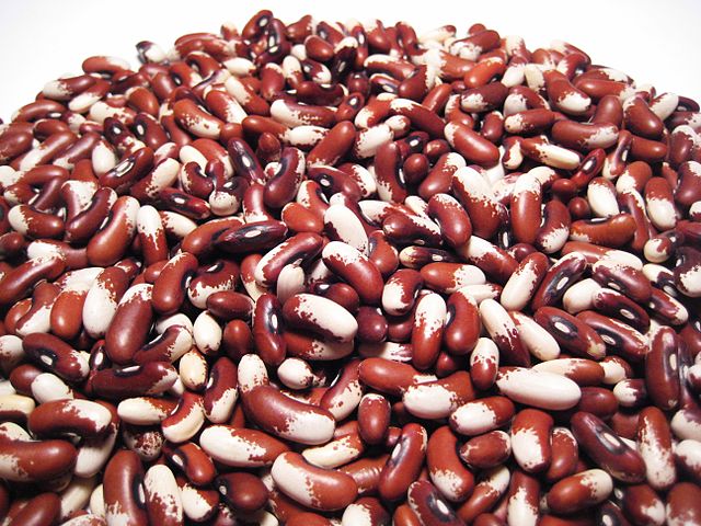 File:Painted Pony Bean.JPG