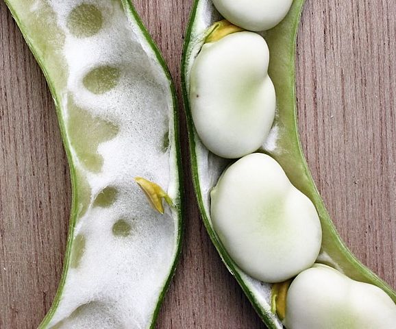File:Fava beans 1.jpg