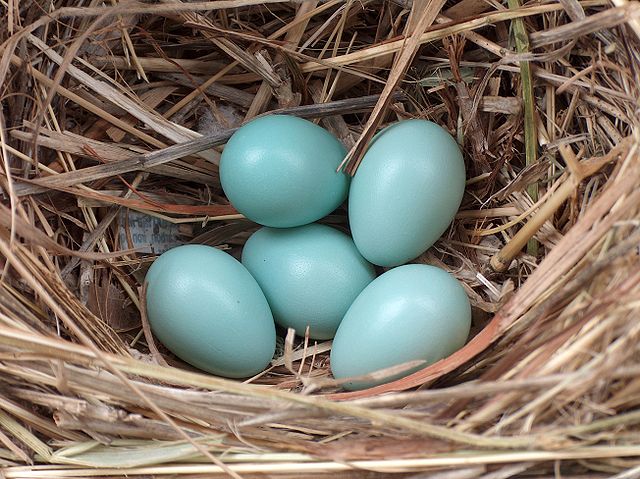File:Starling eggs.jpeg