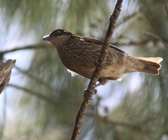 File:Polynesian Starling.jpg