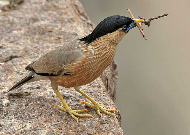 File:Brahminy Starling (Sturnus pagodarum) W IMG 0481.jpg