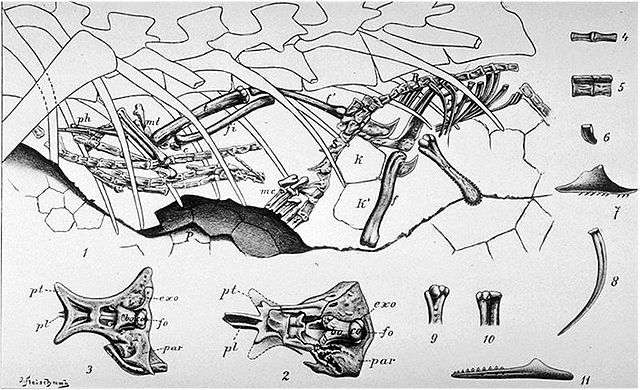 File:Compsognathus by Nopcsa, 1903.jpg
