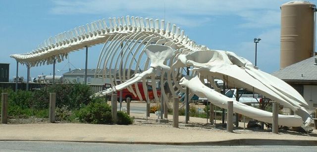 File:BlueWhaleSkeleton.jpg