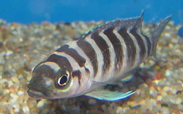 File:Neolamprologus cylindricus.jpg
