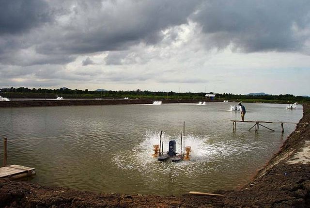 File:Shrimp pond with aerator.jpg