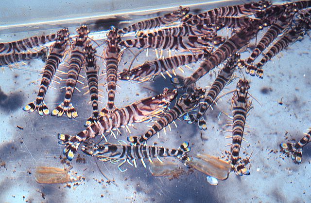 File:Penaeus japonicus.jpg