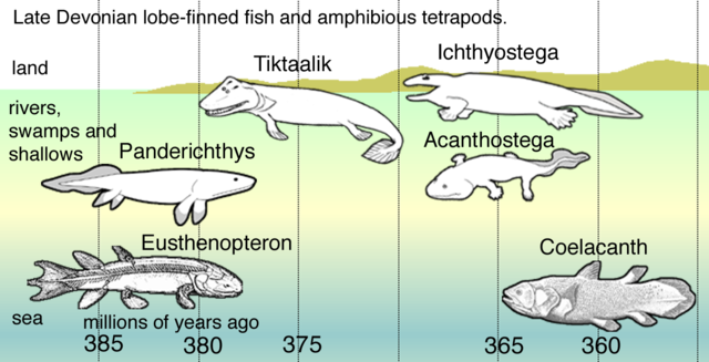 File:Fishapods.png