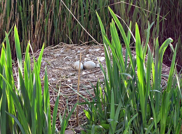 File:SwanNest.JPG