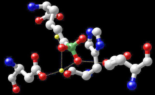 File:Arginase.jpeg