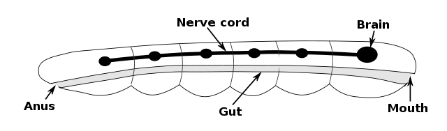 File:Bilaterian-plan.svg