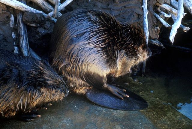 File:Beaver 2.jpg