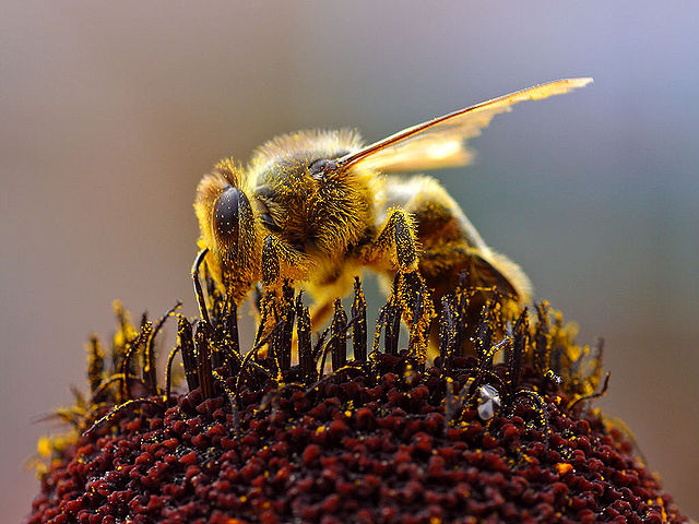 File:Bees Collecting Pollen 2004-08-14.jpg