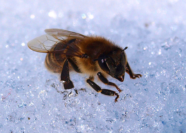 File:Frostproof Bee.jpg