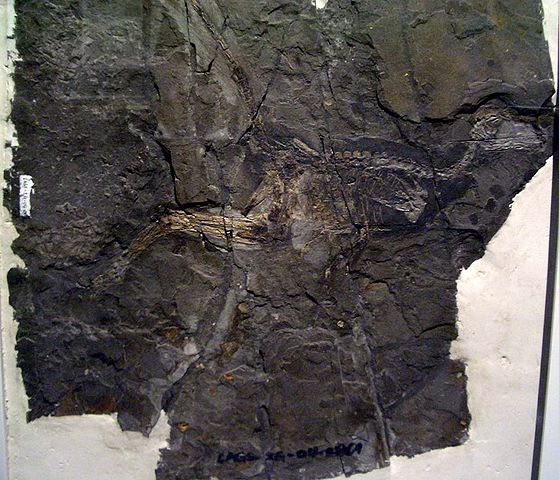 File:Jinfengopteryx elegans 2.JPG