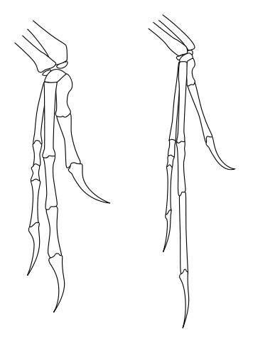File:Archaeo-deinony hands.svg