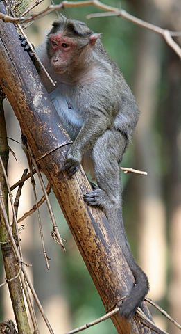 File:Crab-eating Macaque tree.jpg