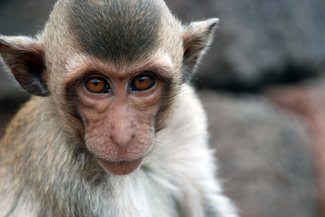 File:Macaca fascicularis in Lopburi.JPG