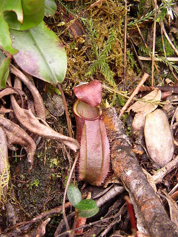File:Nep rajah hybrid.jpg