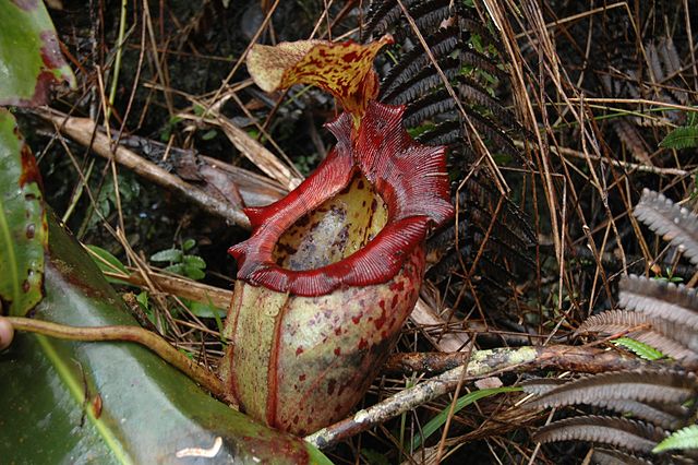 File:Kinabalu N.&times; alisaputrana 10.jpg