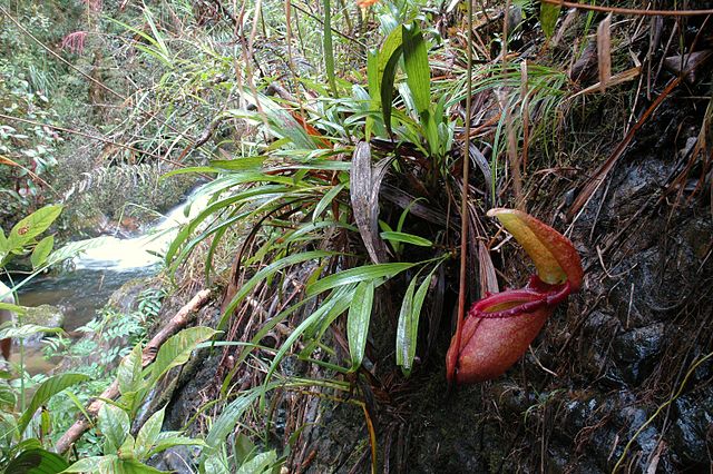 File:Kinabalu water fall N. rajah 11.JPG