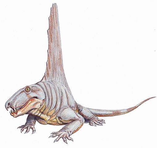 File:Dimetrodon angelensisDB.jpg