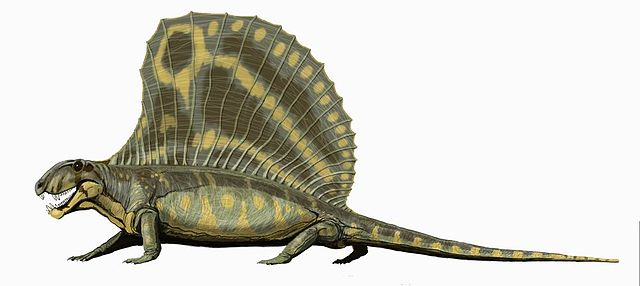 File:Dimetrodon gigashomog DB.jpg