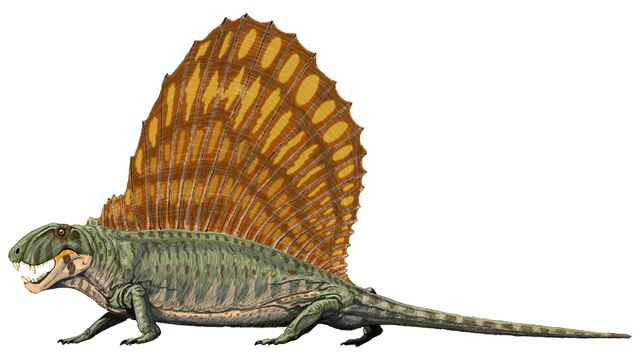 File:Dimetrodon grandis.jpg