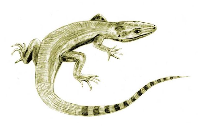 File:Archaeothyris BW.jpg