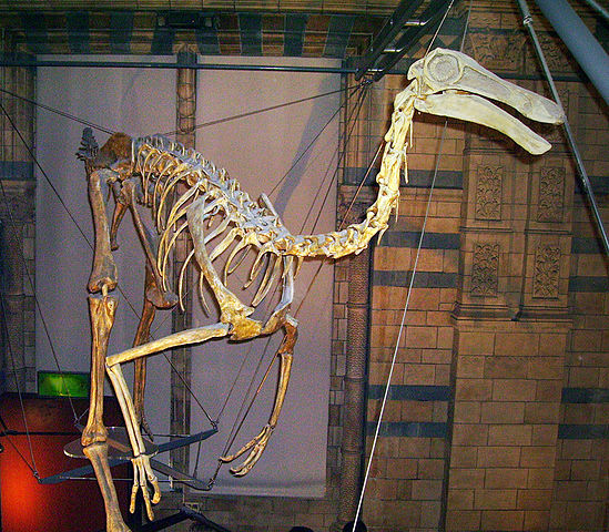 File:Gallimimus 1 NHM3.jpg