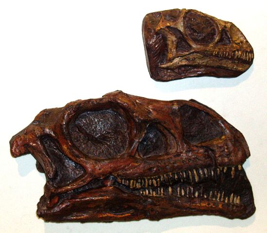 File:Massospondylus.jpeg