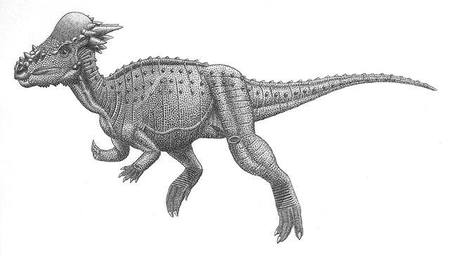 File:Pachycephalosauria jmallon.jpg