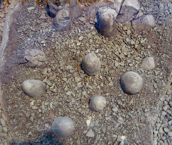 File:Troodon formosus eggs 01.jpg