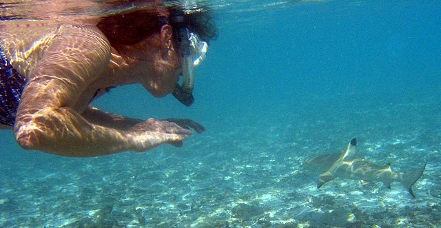 File:Snorkeler with blacktip reef shark.jpg